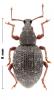 Otiorhynchus turca